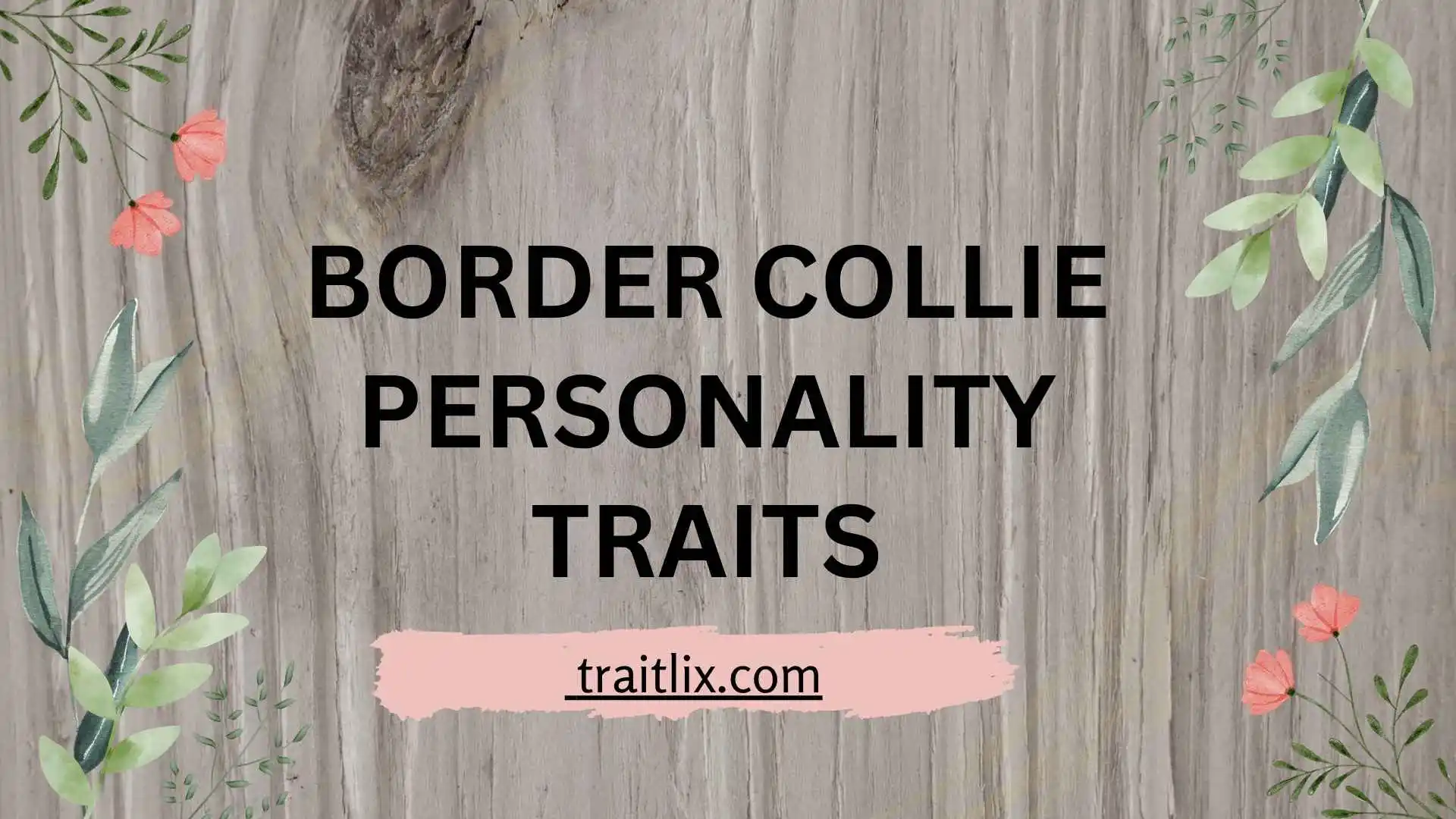 21+ Border Collie Personality Traits: Intelligence, Energy, Temperament, Strengths, and Challenges